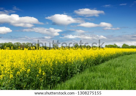 Amazing bright colorful spring and summer landscape for wallpaper. Yellow field of flowering rape against a blue sky with clouds. Natural landscape background with copy space, Europe