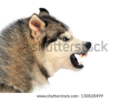 Angry siberian husky dog winter portrait Royalty-Free Stock Photo #130828499