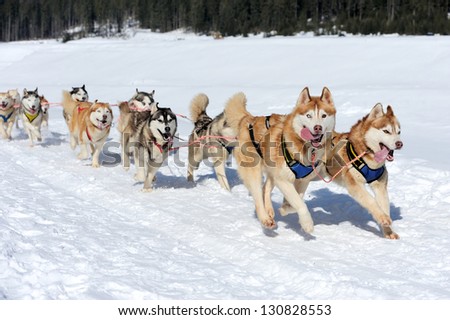 Sled husky dog race in winter on snow