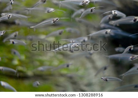 A flock of glass catfish swims from green algae. In an aquarium with water.