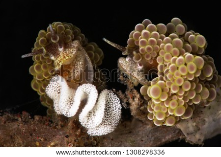 Couple of Nudibranch Doto ussi with eggs. Picture was taken in Lembeh Strait, Indonesia
