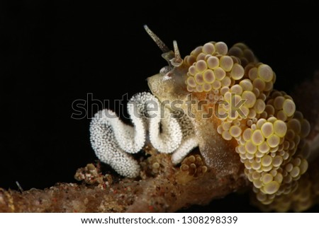 Nudibranch Doto ussi with eggs. Picture was taken in Lembeh Strait, Indonesia