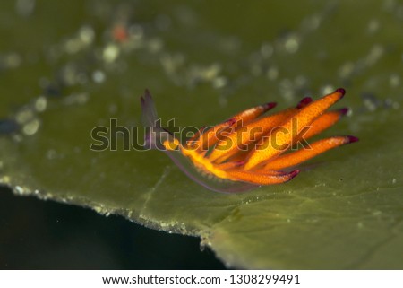 Tiny nudibranch Hermaea sp. 3, NSSI2. Size 2 mm. Picture was taken in Lembeh Strait, Indonesia
