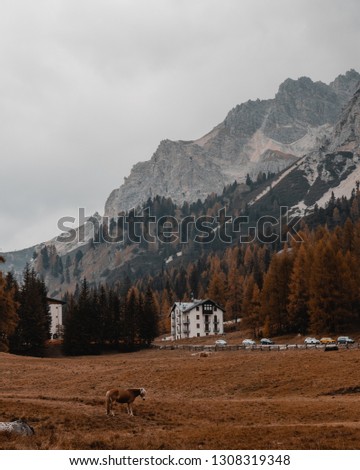 Picture taken in the Dolomites in the fall.