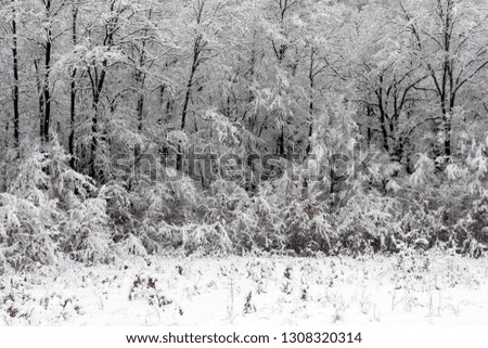 Snowy winter forest. Wet snow is clinging to the branches of the trees. Beautiful white winter fairy tale.