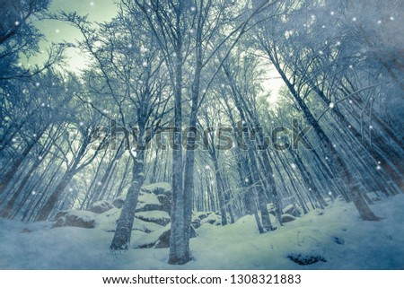 Magic snowfall in the enchanted forest of mount Amiata in Tuscany
