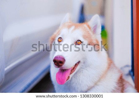 Blurred Portrait of a Siberian dog waiting for owner