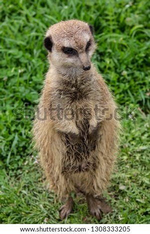 Watchful meerkat standing guard.