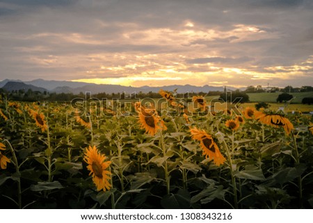 Sunflower field, blooming beautiful yellow flower on a background sunset 