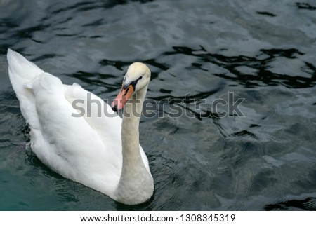 White swan is swimming in Hallstatt lake. Close up photo.