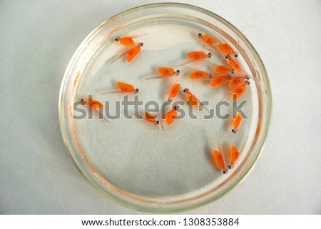 Pacific salmon (Oncorhynchus keta) embryos. Royalty-Free Stock Photo #1308353884