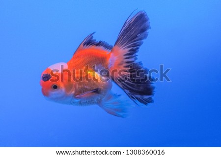 Goldfish (Carassius auratus) in glass tank on blue background, aquarium pet fish in Thailand.