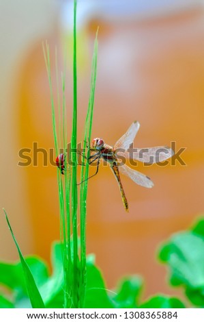Macro shots, Beautiful nature scene dragonfly and ladybug