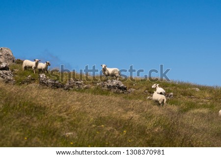 great sheeps at the lookout in akaroa New Zealand, New Zealand's wildlife, animal photography image in New Zealand, wild sheeps of New Zealand