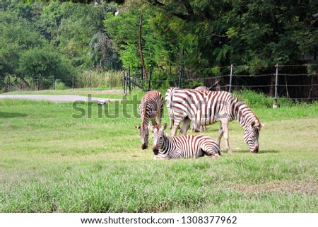 Zebra is eating grass happiness.