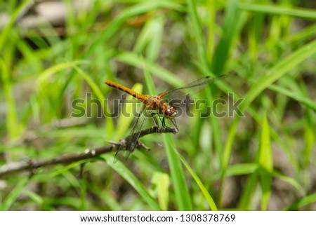 Meadowhawk Dragonfly Perched on Leaf in Summer