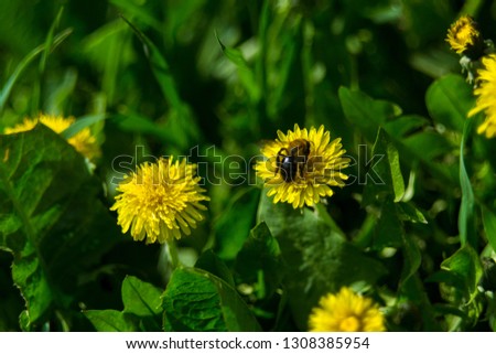 beautiful yellow dandelions with a bee. spring background picture