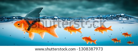 Small Brave Goldfish With Shark Fin Costume Leading Others Through Stormy Seas - Leadership Concept