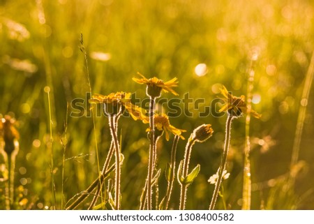 Closeup view of sunny yellow meadow wild flowers in early morning soft sunlight. Horizontal color photography.