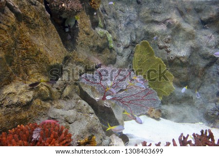 Beautiful picture of colorful coral with rock and shoals of fish in fish tank.
