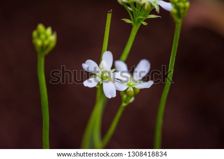 dionaea muscipula blossom, detail closeup look. Carnivorous plant.