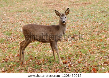 Roe deer male without antlers