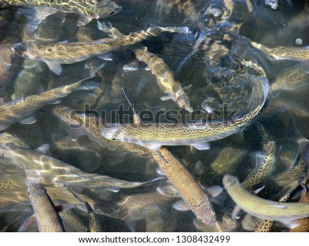 A flock of freshwater fish trout floats at the in farmer pond