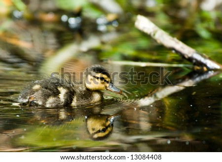 close-up of a cute duckling in spring
