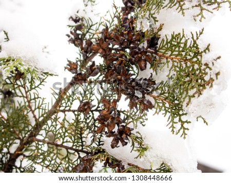 Brown cones on a branch of a green thuja covered with snow.