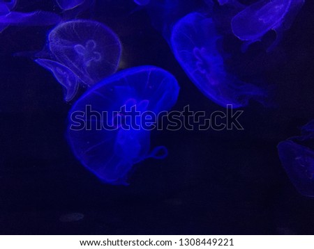 Wonderful close up picture of fish tank. World of jellyfish in aquarium. Swimming jellyfish. Amazing animals in underwater world.