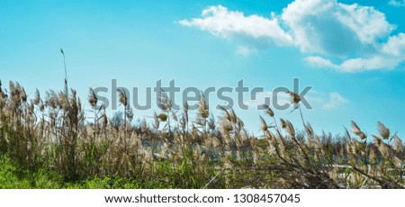 reeds on lake with clear blue sky background  with green grass