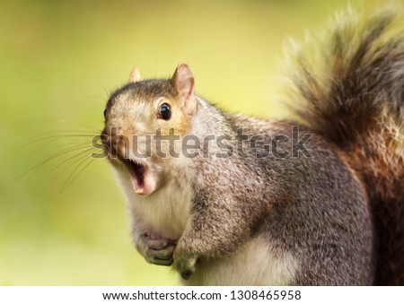 Close up of a grey squirrel yawning.