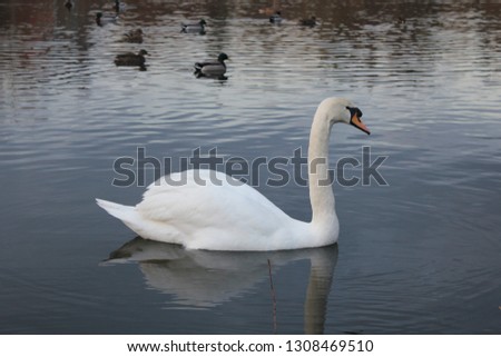 Reflection of swan swimming in the lake