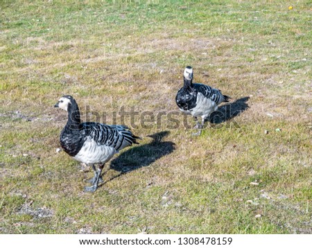 Image of barnacle goose on a green meadow