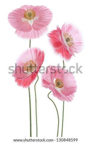 Studio Shot of Pink Colored Poppy Flowers Isolated on White Background. Large Depth of Field (DOF). Macro. Symbol of Sleep, Oblivion and Imagination.