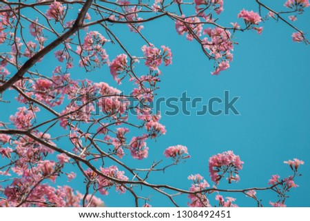 Nature beautiful flowers in spring Outdoor Nature Backgrounds Style sweet tone