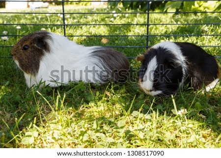 Guinea pigs in a wire fencing on the grass of a garden