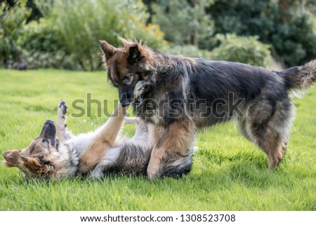Pair of German Shepherd Dogs playing fighting together, one is gently biting the other's one front leg