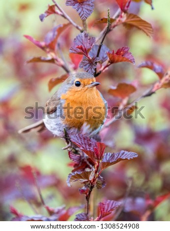 Autumn picture of a robin taken in vertical format sat in a tree.  The tree has red leaves and is in a domestic garden