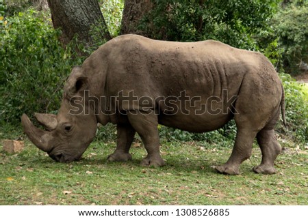 rhinoceros eating grass Royalty-Free Stock Photo #1308526885