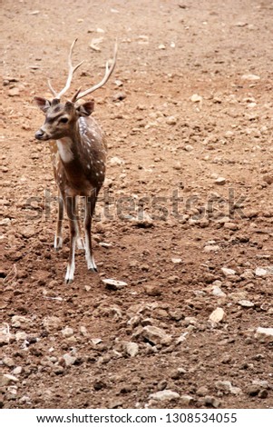 spotted dear standing Royalty-Free Stock Photo #1308534055