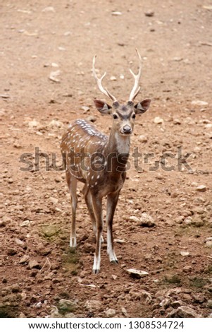 spotted dear standing Royalty-Free Stock Photo #1308534724