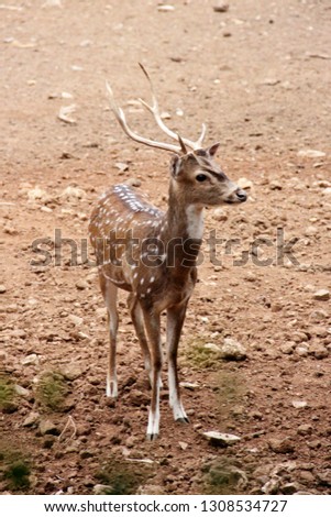 spotted dear standing Royalty-Free Stock Photo #1308534727