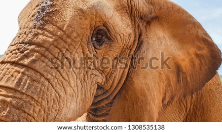 Elephant closeup encounter in Africa sanctuary