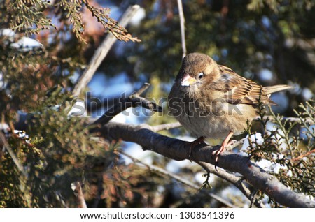 Sparrow sitting on the tree, winter, photo