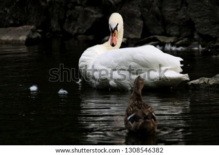 Graceful white swan and funny duck on a lake