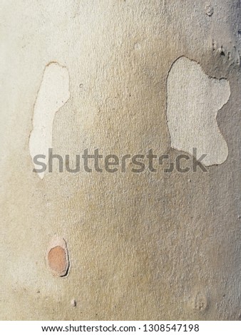 natural texture of tree bark in the beautiful color of sand,ideal texture  for fabrics,bark close up in the shades of gray