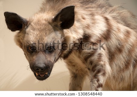 Hyena is about to hunt