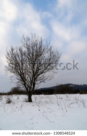 Tree silhouette during winter. Slovakia