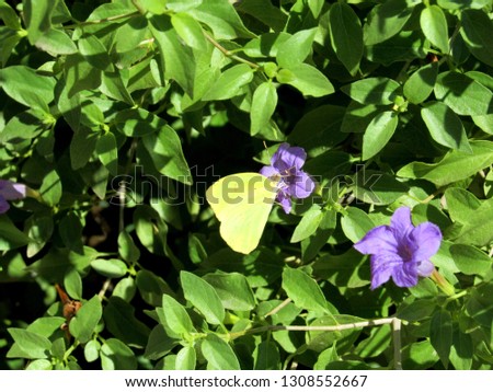 A sulfur butterfly feeding on a purple flower bush